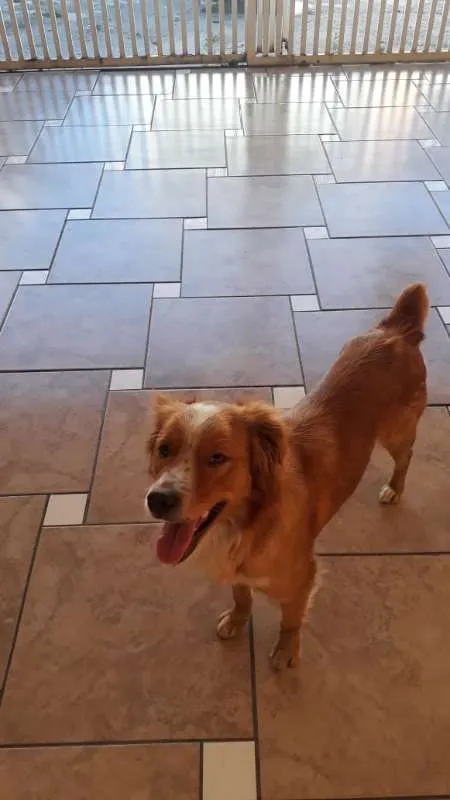 Cachorro ra a SRD idade 2 anos nome Mel
