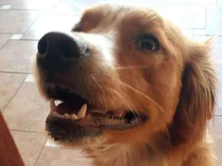 Cachorro ra a SRD idade 2 anos nome Mel