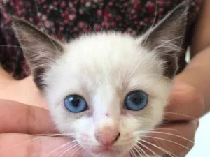 Gato raça SRD idade 2 a 6 meses nome Sem nome