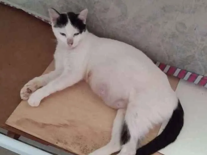 Gato ra a SRD idade 2 anos nome Matilda