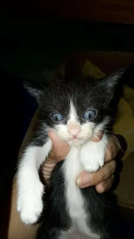 Gato ra a SRD idade Abaixo de 2 meses nome Nenéns