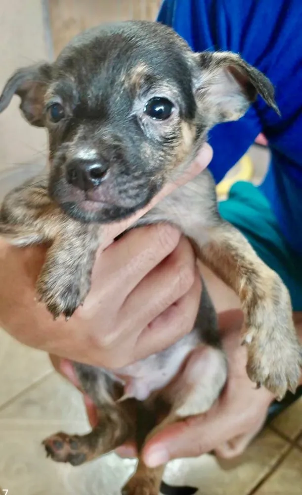 Cachorro ra a SRD idade Abaixo de 2 meses nome Cadu 