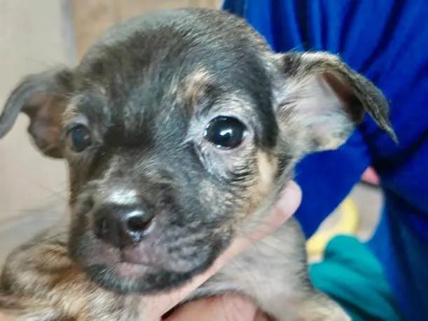 Cachorro ra a SRD idade Abaixo de 2 meses nome Cadu 