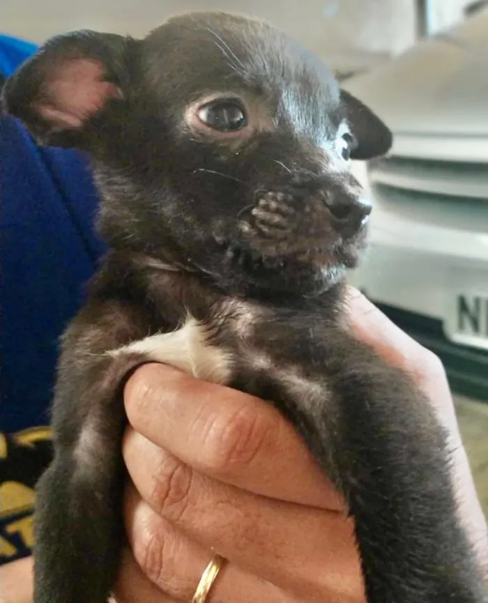 Cachorro ra a SRD idade Abaixo de 2 meses nome Bingo 