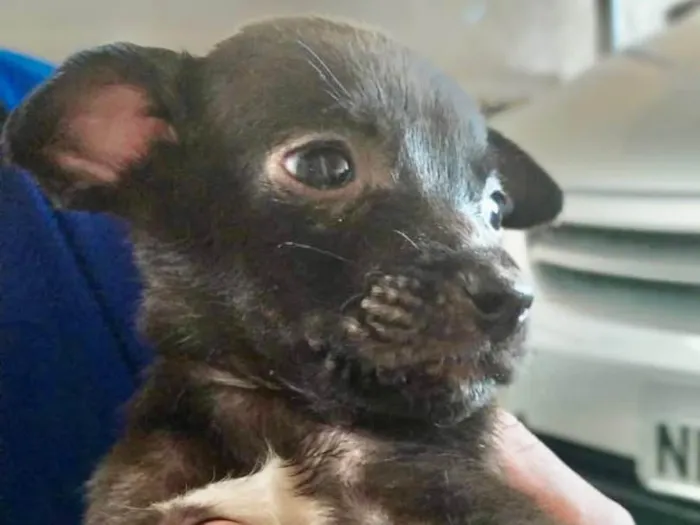 Cachorro ra a SRD idade Abaixo de 2 meses nome Bingo 