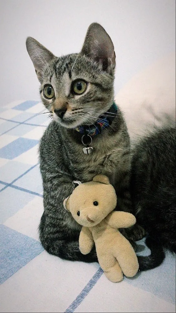 Gato ra a Vira lata  idade 2 a 6 meses nome Anastácia e Diana 
