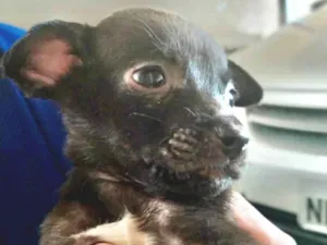 Cachorro raça SRD idade Abaixo de 2 meses nome Bingo 