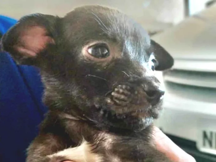 Cachorro ra a SRD idade Abaixo de 2 meses nome Bingo 