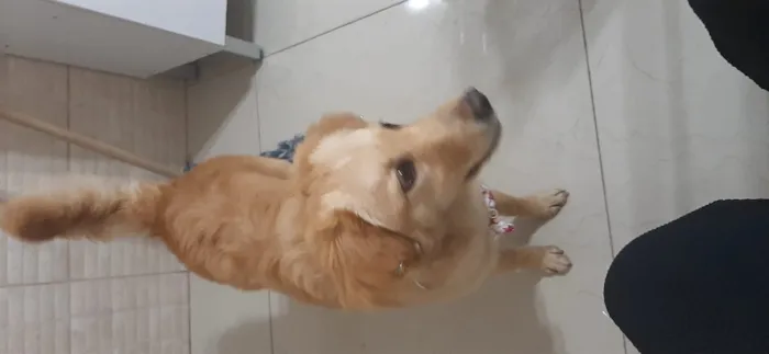 Cachorro ra a Indedinida idade 7 a 11 meses nome Mel
