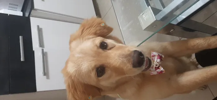 Cachorro ra a Indedinida idade 7 a 11 meses nome Mel
