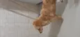 Mel
