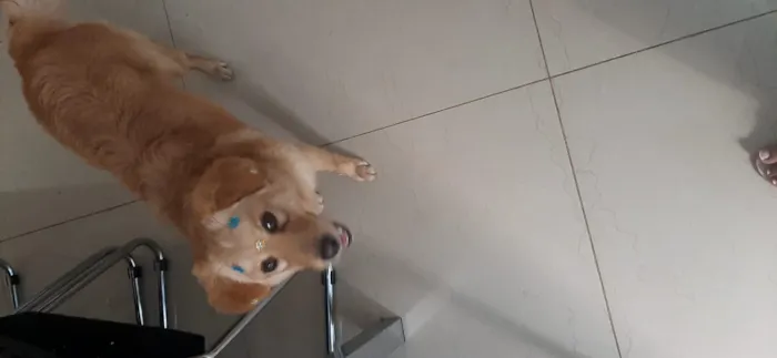 Cachorro ra a Indedinida idade 7 a 11 meses nome Mel
