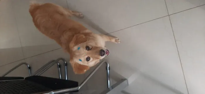 Cachorro ra a Indedinida idade 7 a 11 meses nome Mel