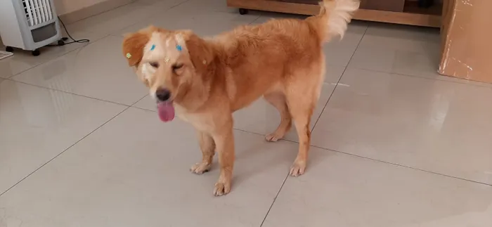 Cachorro ra a Indedinida idade 7 a 11 meses nome Mel