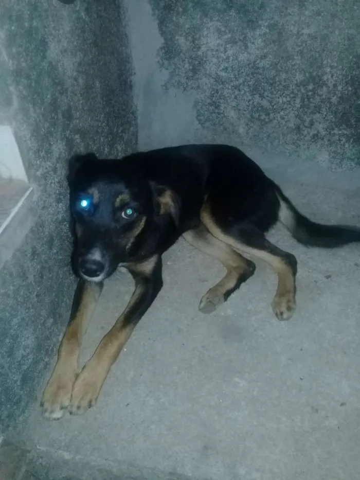 Cachorro ra a Vira lata  idade 2 a 6 meses nome Não tem