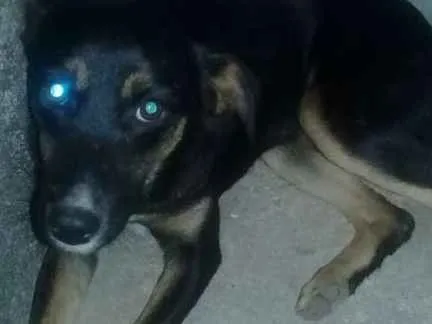 Cachorro ra a Vira lata  idade 2 a 6 meses nome Não tem