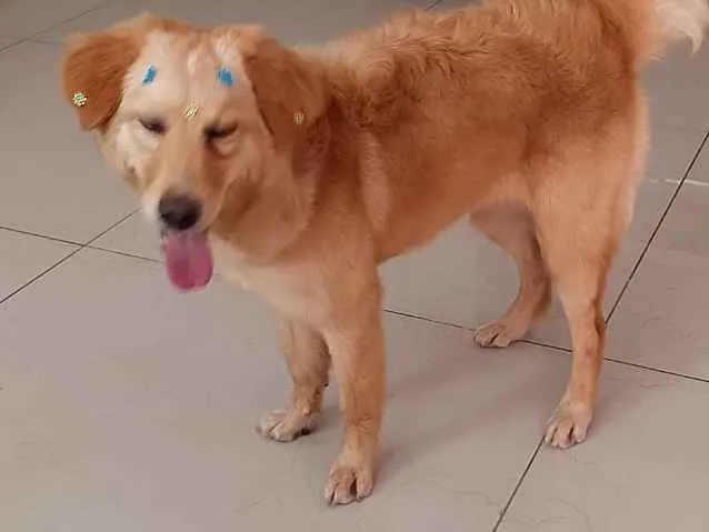 Cachorro ra a Indedinida idade 7 a 11 meses nome Mel