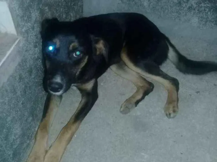 Cachorro ra a Vira lata  idade 2 a 6 meses nome Não tem