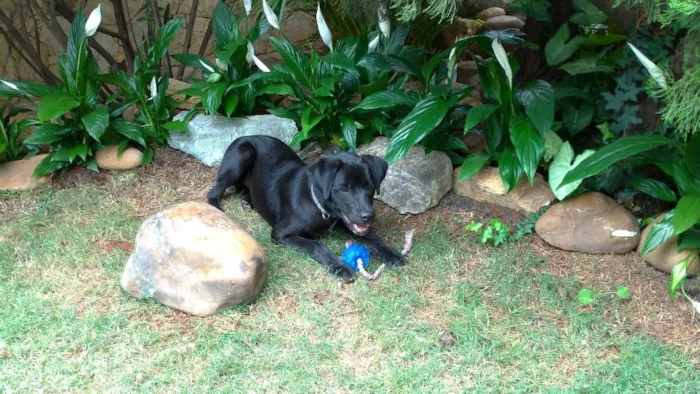 Cachorro ra a SRD idade 1 ano nome KOCA