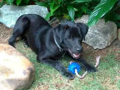 Cachorro ra a SRD idade 1 ano nome KOCA