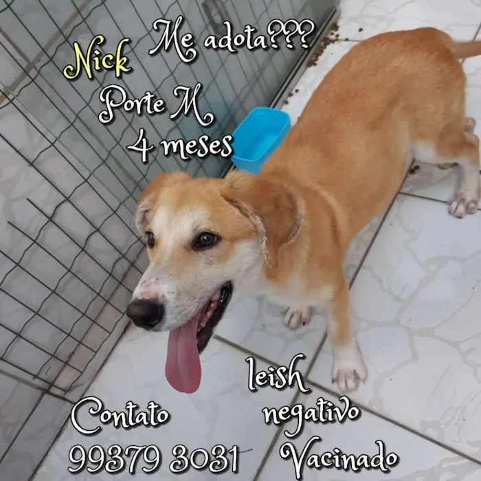 Cachorro raça SRD idade 2 a 6 meses nome Nick 