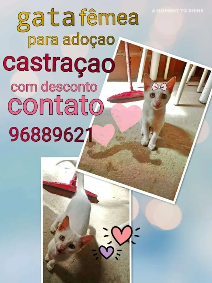 Gato ra a Srd idade 2 a 6 meses nome Filhote