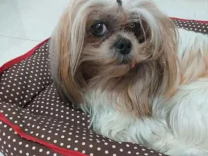 Cachorro raça Shitzu idade 5 anos nome Susi