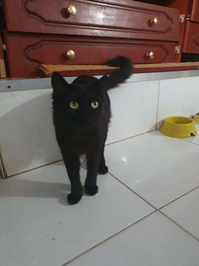 Gato ra a SRD idade 3 anos nome Shana