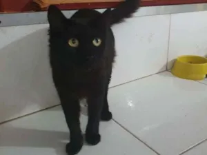 Gato raça SRD idade 3 anos nome Shana