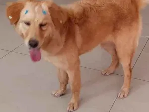 Cachorro raça Indedinida idade 7 a 11 meses nome Mel