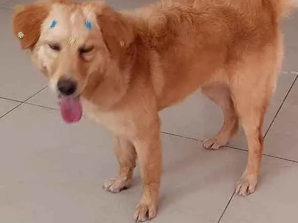 Cachorro ra a Indedinida idade 7 a 11 meses nome Mel