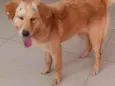 Mel