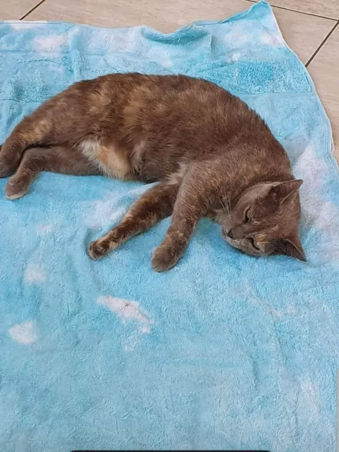 Gato ra a SRD idade 6 ou mais anos nome Patrícia 