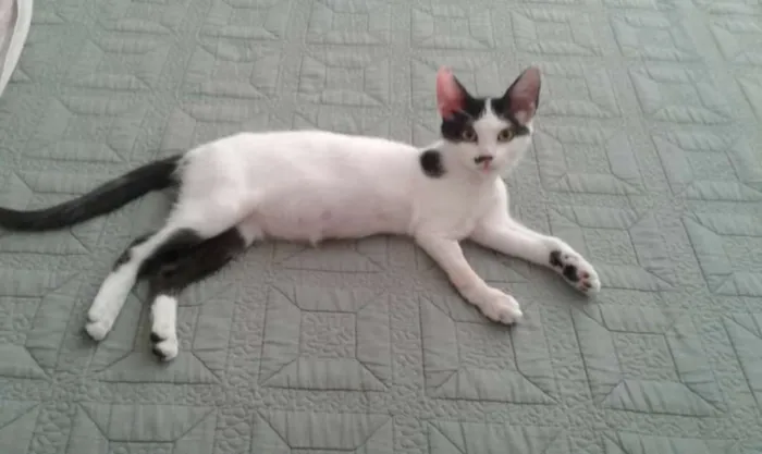 Gato ra a SRD idade 2 a 6 meses nome Bracinho