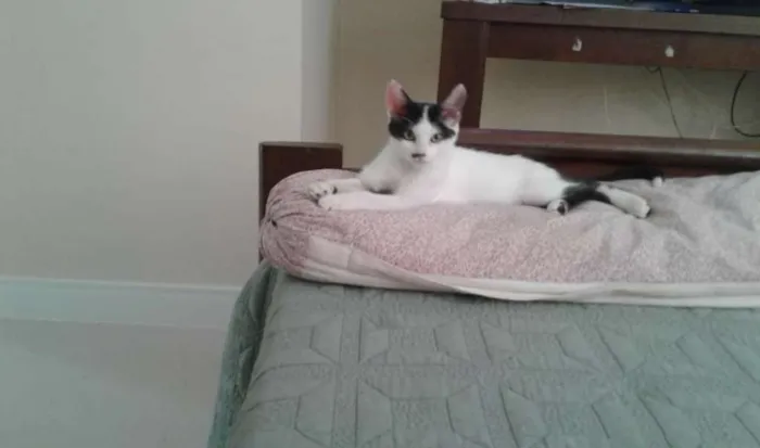 Gato ra a SRD idade 2 a 6 meses nome Bracinho