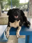 Cachorro raça srd  idade 2 anos nome Amora