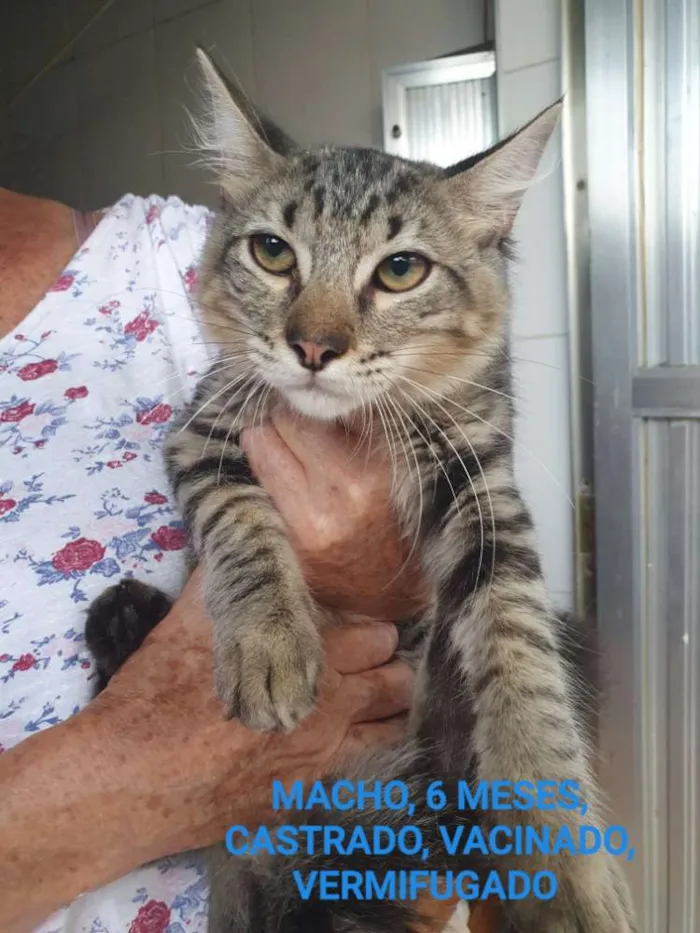 Gato raça SRD idade 7 a 11 meses nome Bart