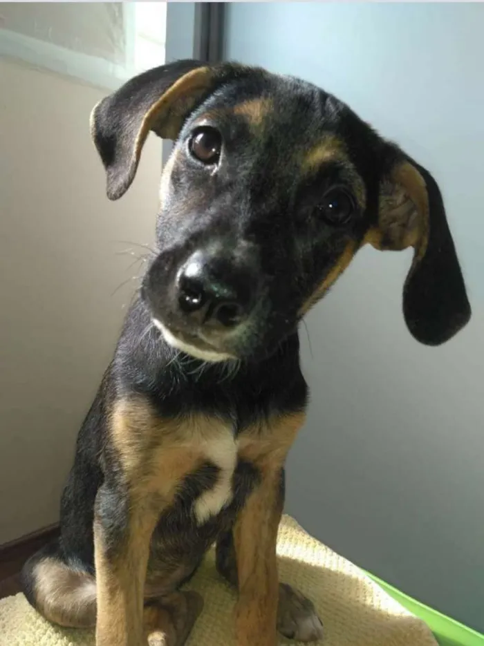 Cachorro ra a SRD idade 2 a 6 meses nome Brenda