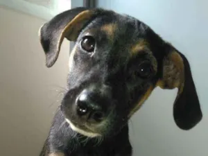Cachorro raça SRD idade 2 a 6 meses nome Brenda
