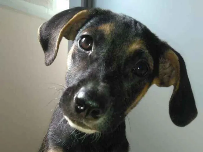 Cachorro ra a SRD idade 2 a 6 meses nome Brenda