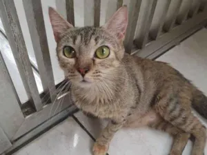 Gato raça SRD idade 2 anos nome Luna