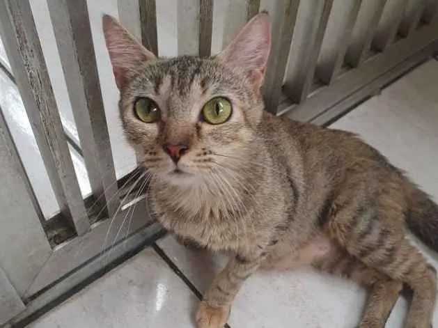 Gato ra a SRD idade 2 anos nome Luna