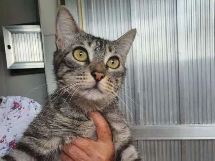 Gato ra a SRD idade 5 anos nome Malhadinho