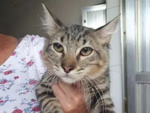 Gato raça SRD idade 7 a 11 meses nome Bart