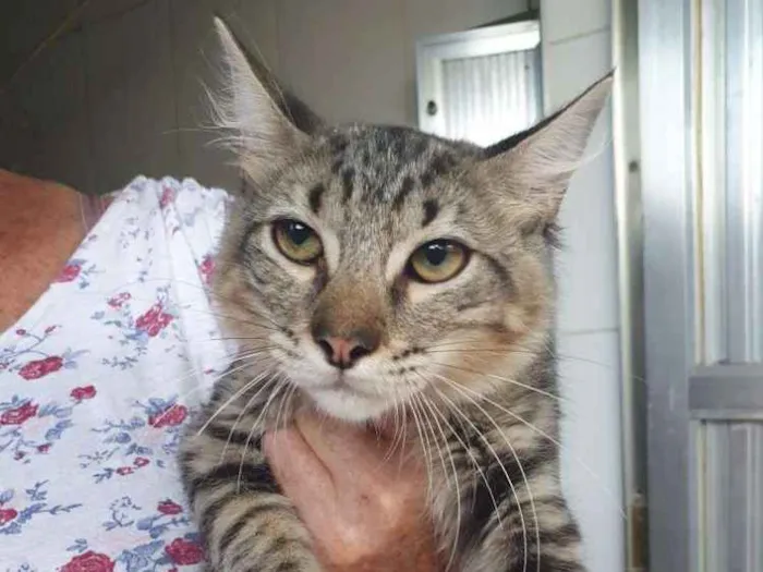 Gato raça SRD idade 7 a 11 meses nome Bart