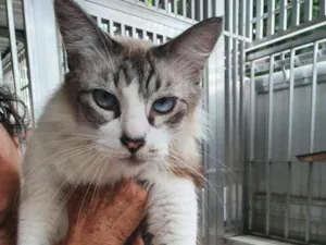 Gato raça SRD idade 6 ou mais anos nome Molinho
