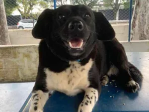 Cachorro raça srd  idade 2 anos nome Amora