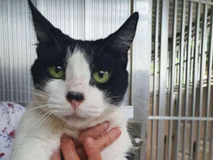 Gato raça SRD idade 6 ou mais anos nome Botafogo