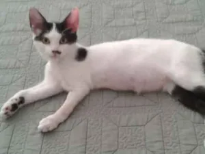 Gato raça SRD idade 2 a 6 meses nome Bracinho