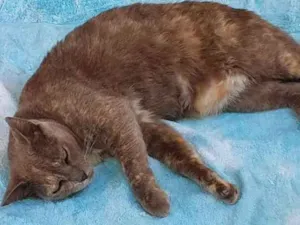 Gato raça SRD idade 6 ou mais anos nome Patrícia 